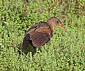 Picture Title - Clapper Rail