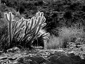 Picture Title - Desert Cactus