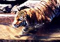 Picture Title - Swimming Tiger
