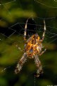 Picture Title - Garden Spider