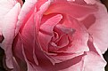 Picture Title - PinkRose