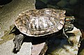 Picture Title - 2 Headed Turtle