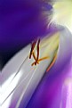 Picture Title - Crocus Intimate