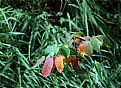 Picture Title - The starting of Autumn