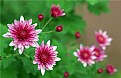 Picture Title -  little flowers in Gukokfall