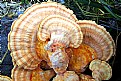 Picture Title - Lactiporus sulphureus #2