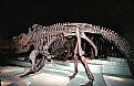 Picture Title - Dinosaur Past Time