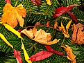 Picture Title - Autumn colours...