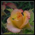 Picture Title - Yellow Rose