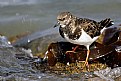 Picture Title - ruddy Turnstone