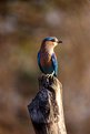 Picture Title - Neelkontho !! (the blue-necked)