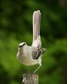 Picture Title - A Mockingbird Salute
