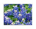 Picture Title - Texas Bluebonnets