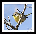 Picture Title - Yellow Warbler