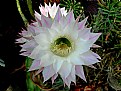 Picture Title - blooming cacti