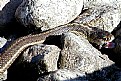 Picture Title - Garter Snake