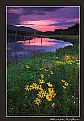 Picture Title - Wildflowers at dusk