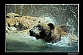 Picture Title - Splashing bear