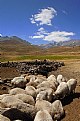 Picture Title - Valley of Sheep