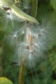 Picture Title - Waiting for the Wind