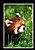 Red Panda 1