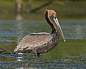 Picture Title - Canooing in Ding Darling NWR