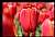 Red Tulip