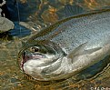 Picture Title - Steelhead dreams