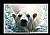 Polar Bear 1