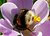 Crocus and bumble bee