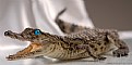 Picture Title - Baby blue croc