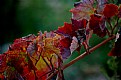 Picture Title - Autumn colors