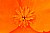 California Poppy