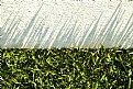 Picture Title - Grass