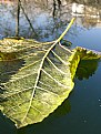 Picture Title - A Leaf In The Water