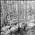 Picture Title - Sunlit Birches