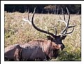 Picture Title - Elk