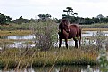 Picture Title - Wild Ponies of Asseteague