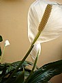 Picture Title - Peace Lilly