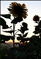 Picture Title - Sunflower Silouettes