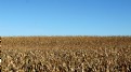 Picture Title - Corn Field