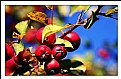 Picture Title - Fall Berries