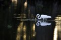 Picture Title - Egret on Monday