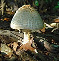 Picture Title - Mushroom