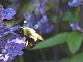 Picture Title - Bee on Flower