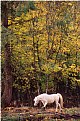 Picture Title - White Horse in Fall