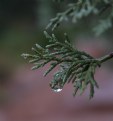 Picture Title - Raindrop