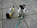 Picture Title - My Russel, Jack Russel