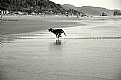 Picture Title - Dog's Flight on Water