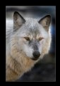 Picture Title - Timber Wolf